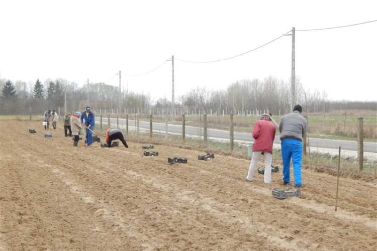 Konyhakertek munkálatai Petőfiszálláson