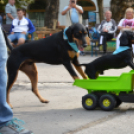 Kutyasuli a libafesztiválon