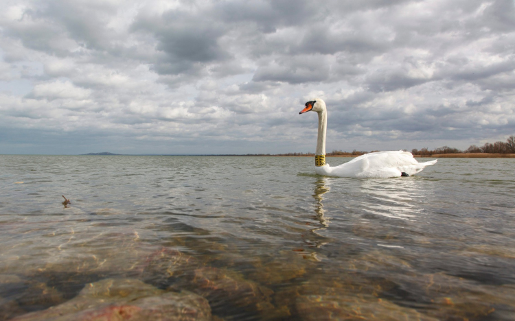 Jól tűri a klímaváltozást a Balaton