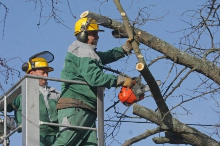 Megkezdik a platánfák fiatalító metszését