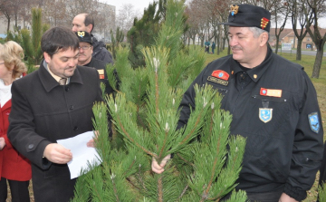 Fenyőket osztottak a Petőfi lakótelepen