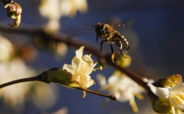 Abnormális, hogy januárban repkednek a méhek