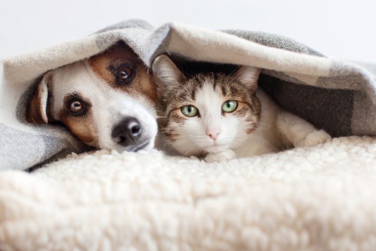 Hogyan gondoskodjunk háziállatainkról a hidegben?