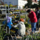 Sokan ellátogattak az őszi virágünnepre