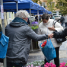 Virágba borult a Korona utca