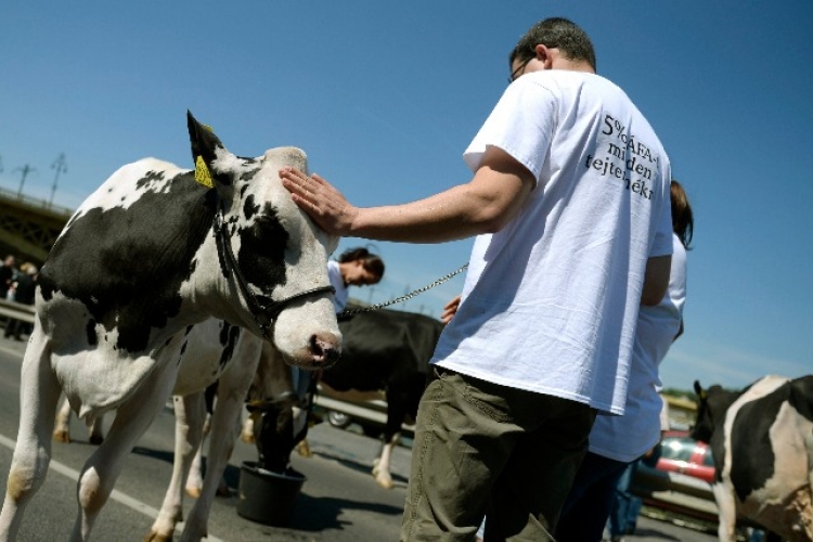 50 tehénnel demonstráltak a gazdák Budapesten