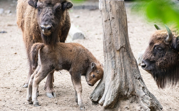 Bölényborjú született a Nyíregyházi Állatparkban