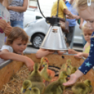 A gyerekek is élvezték a Libafesztivált