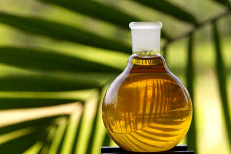 Pusztító pálmaolaj: egész erdőket vágnak ki az üzemanyagért