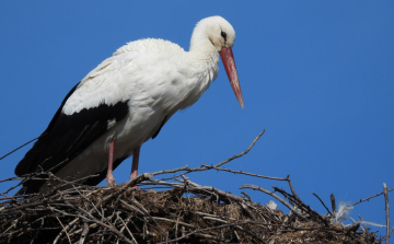 Jönnek vissza a fehér gólyák, már Bugacon sem üres a fészek