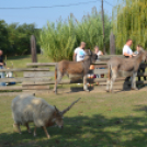 A Mezgés Pikniknek változatlan sikere van évről-évre