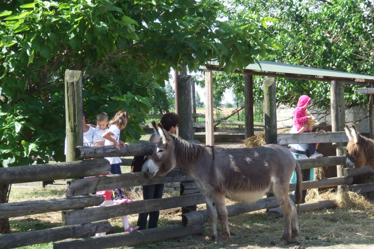 Piknik a Mezgé Tangazdaságában